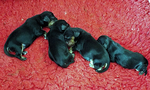 Crystal Pups Well Fed-2017_06_04.jpg